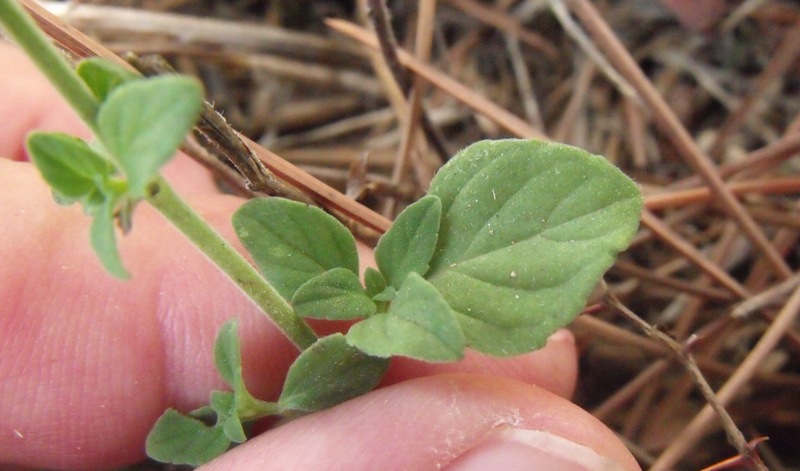 Calamintha nepeta